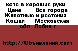 кота в хорошие руки › Цена ­ 0 - Все города Животные и растения » Кошки   . Московская обл.,Лобня г.